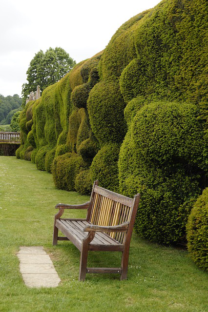 Eine hohe thujahecke mit Gartenbank