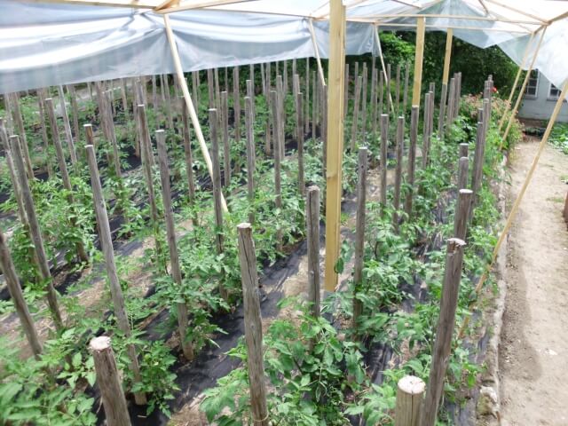 Blick auf ein Beet mit zahlreichen Tomatenpflanzen an Stützpfosten in langen Reihen. Über den Tomaten erstreckt sich ein Foliendach an Holzpfosten.