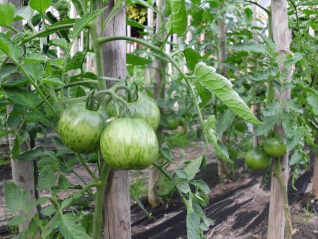 An einer Tomatenpflanze mit Stützpfosten hängen drei dicke, grüne Tomaten. Im Hintergrund sind weitere Tomatenpflanzen mit reifenden Früchten zu erkennen.