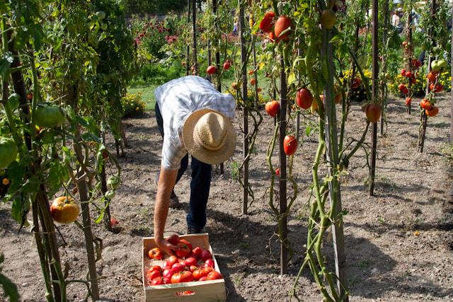 Im Tomatenbeet im Freiland legt ein Mann eine Tomate in eine Kiste mit anderen Tomaten.