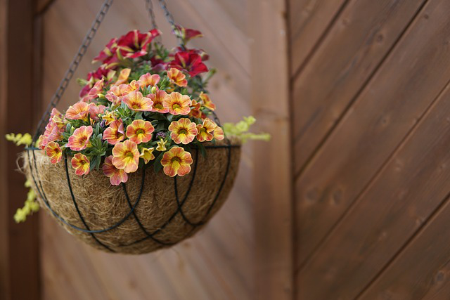 Zauberglöckchen in verschiedenen Farben im Hanging basket