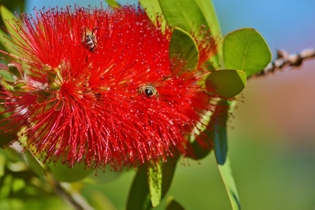 Mehrere Bienen sitzen auf einer roten Zylinderputzer-Blüte.