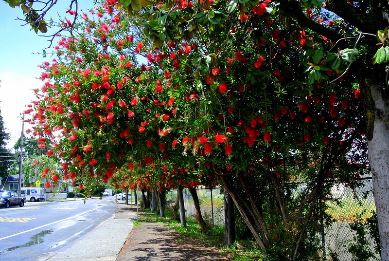 An einer Straße wachsen mehrere große Zylinderputzer Sträucher mit vielen roten Bürstenblüten.