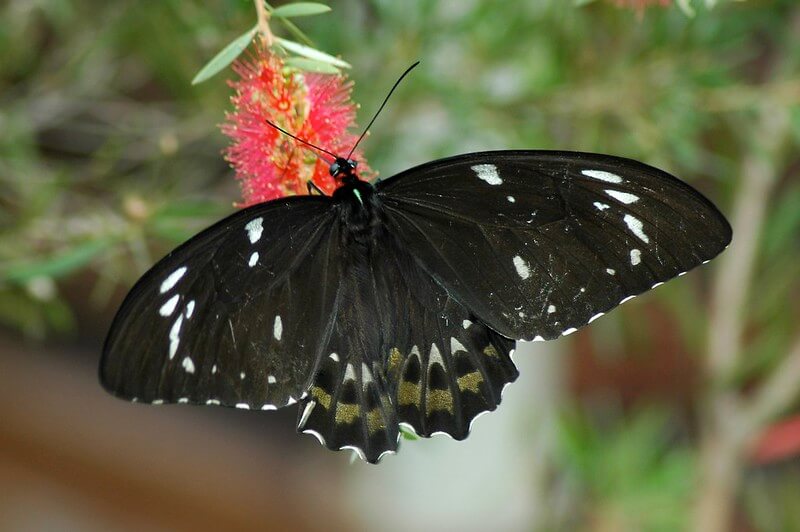 Auf einer Zylinderputzer-Blüte sitzt ein großer, schwarz-weißer Schmetterling