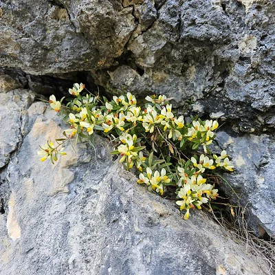 Alpen-Zwergbuchs blüht zwischen Felsen