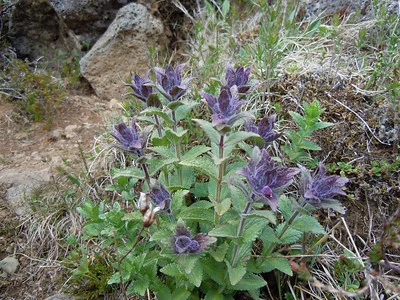 Schöner Horst aus Alpenhelmen