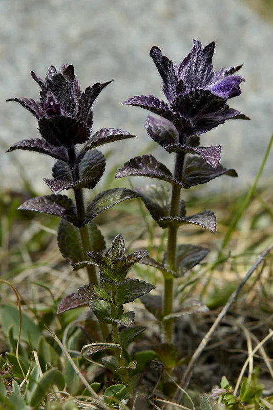 Alpenhelm mit violett-blau überlaufenen Blättern an der oberen Stängelhälfte