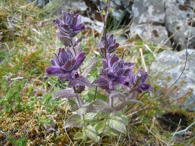 Zwischen Felsen blüht ein Horst mit Alpenhelmen