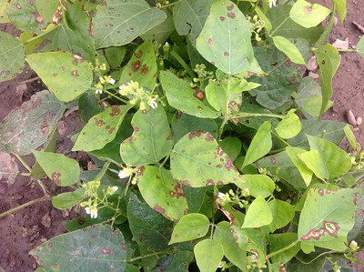 Eine Clematis mit Clematiswelke