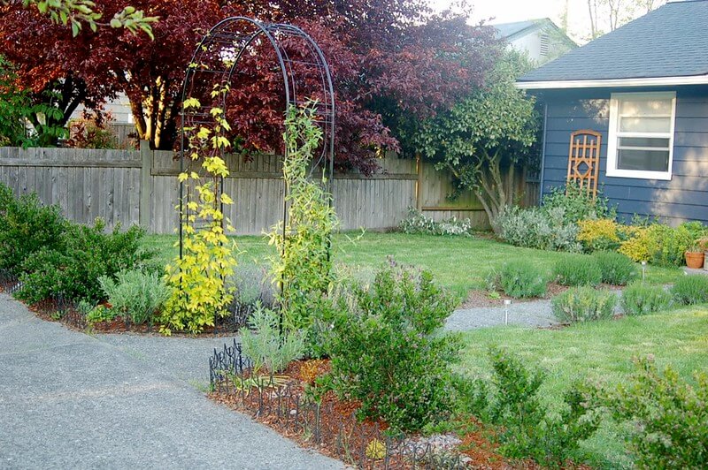 Im Vorgarten eines kleinen Einfamilienhauses steht ein Rosenbogen als Eingang. Am Rosenbogen ranken rechts und links Clematis mit gelben Blättern empor.