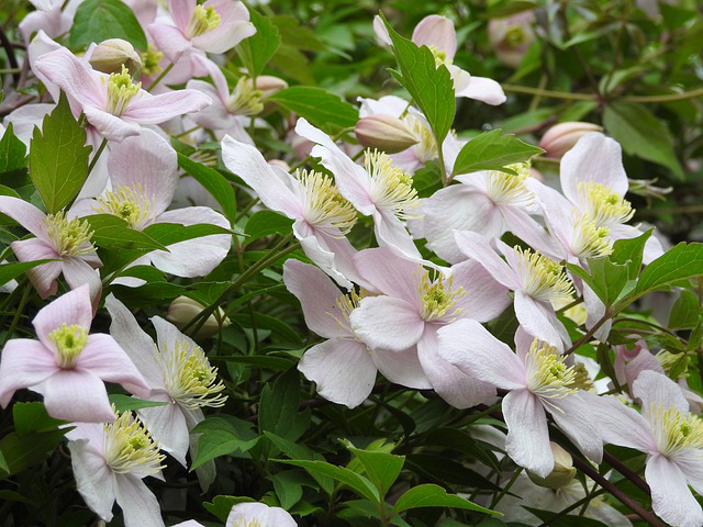 Wunderschön blühende Clematis mit rosa Blüten