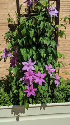 Clematis viticella mit rosa-violetten Blüten am Rankgerüst vor einer Hauswand