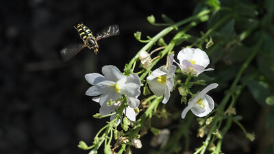 Eine Wildbiene befindet sich im Anflug auf die weißen Blüten einer Nemesia.