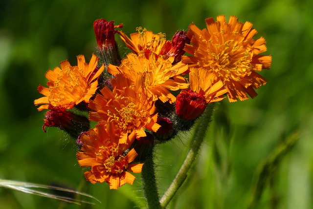 Habichtskraut mit orangen Blüten