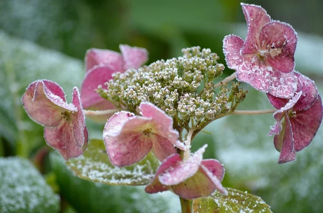 Frost an Hortensienblättern und Blüten