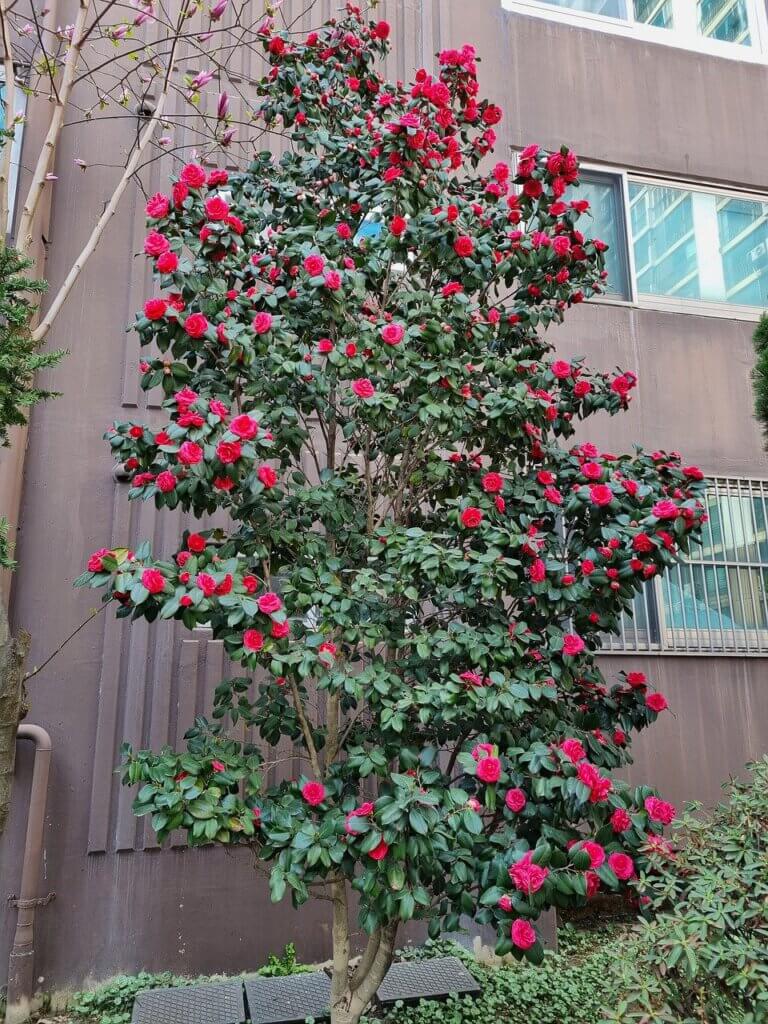 Vor einem mehrstöckigen Haus steht eine Kamelie mit roten Blüten, die als meterhoher, buschiger Baum gedeiht.