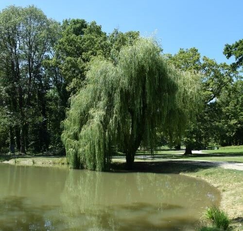 Eine ausgewachsene Korkenzieherweide als Solitär am Ufer des Gartenteichs.