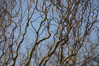 Blick auf die laublosen, verdrehten Zweige einer Korkenzieherweide