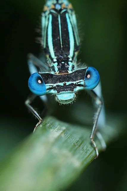 Nahaufnahme des Mundwerkzeugs einer Libelle mit den Facettenaugen