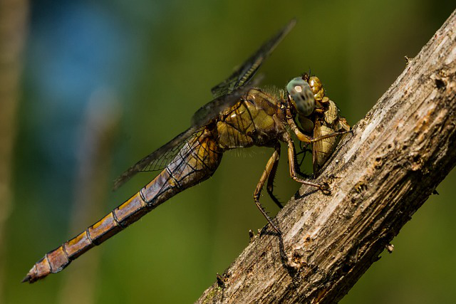 Eine Libelle frisst einen Käfer