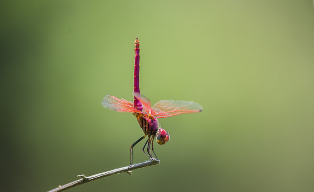 Eine rote Libelle streckt ihren Unterleib in die Höhe