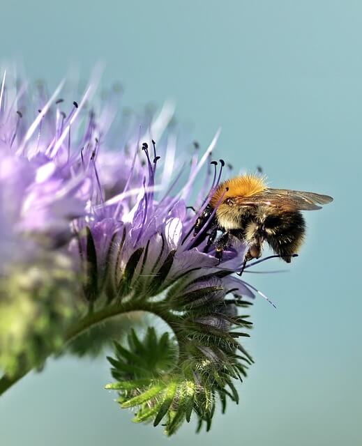 Auf einer Phacelia Blüte sitzt eine dicke Hummel und steckt den Kopf hinein