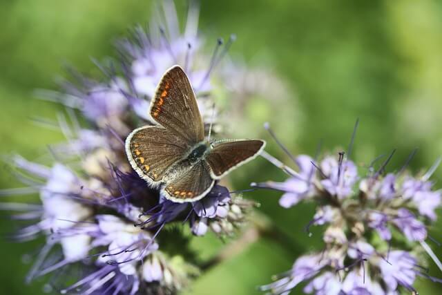 Auf der Phacelia sitzt ein Schmetterling