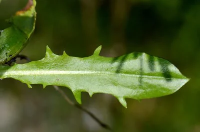 Blick auf ein einzelnes Blatt vom Gold Pippau.