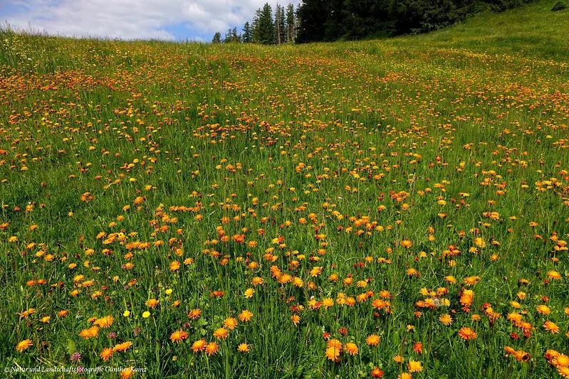 In einer hügeligen Wiese blühen unzählige gold-orange Gold-Pippau inmitten der Gräser.