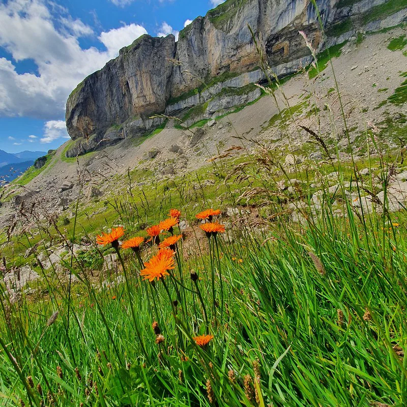 Vor einer gradiosen Bergkulisse gedeihen einige Gold Pippau Blumen in einer Wiese.