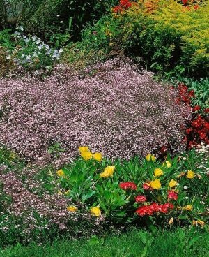 In einem Blumen- und Staudenbeet gedeiht die Schleierkraut-Sorte 'Rosenschleier' als Bodendecker.