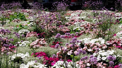 In einem großen, bunten Blumenbeet gedeiht Schleierkraut zwischen weißen, roten, rosa und lila Sommerblumen.