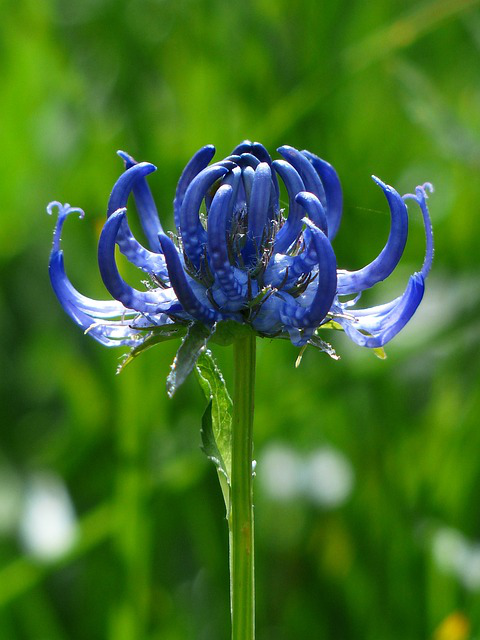 Kugelige Teufelskralle Einzelblüte in Nahaufnahme