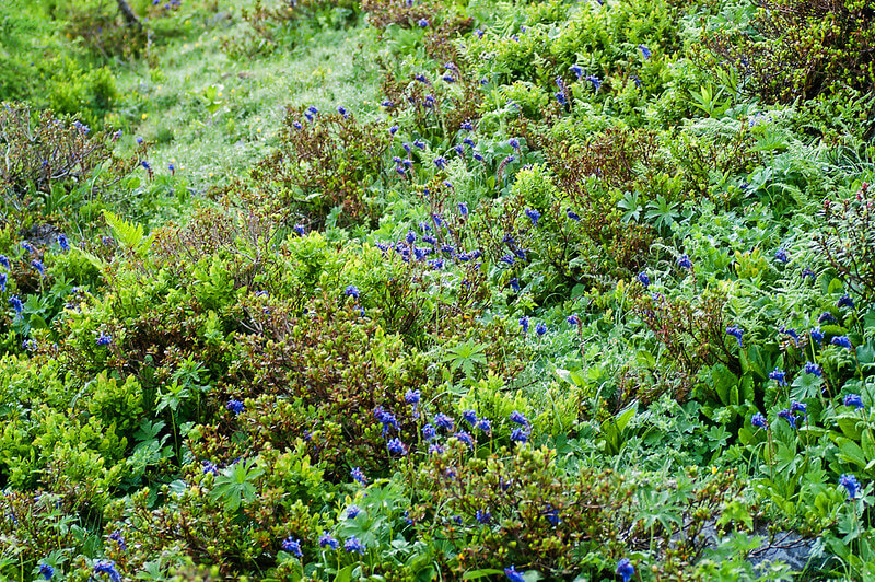 In einem Beet mit grünen Bodendeckern stehen verteilt blau blühende Kärntner Wulfenien und bringen Farbe ins Erscheinungsbild.