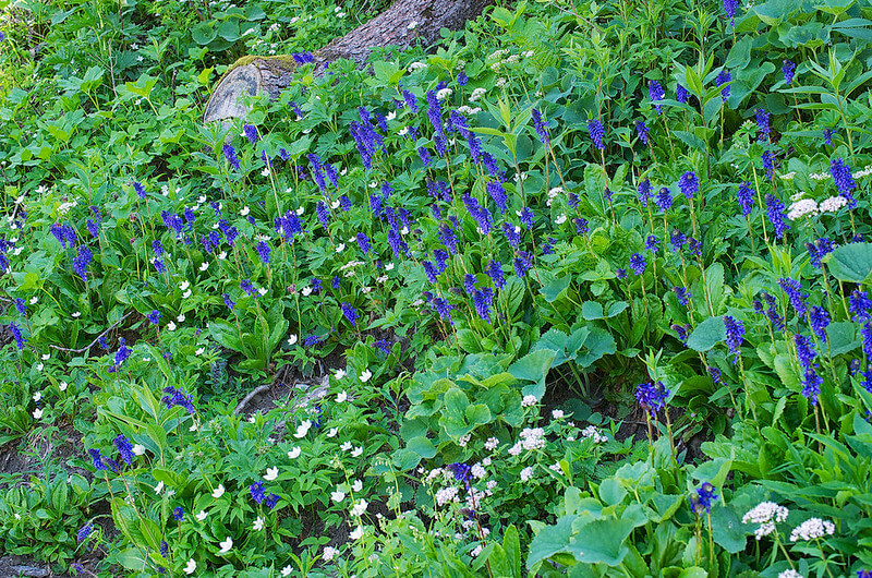 In einem Hang gedeihen inmitten von Wildstauden zahlreiche blau blühende Alpen Wulfenien.