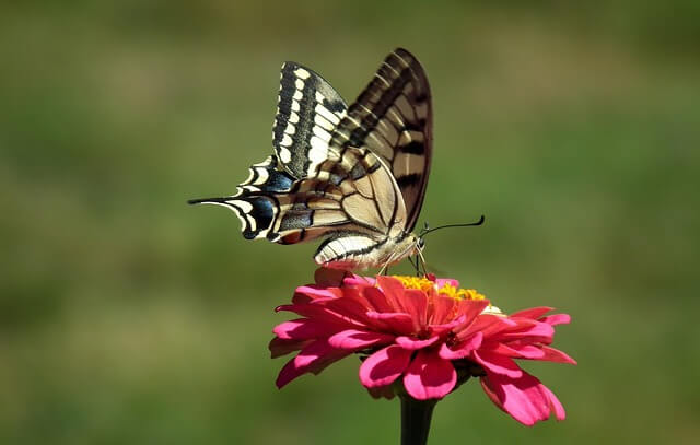 Ein wunderschöner Schwalbenschwanz Schmetterling sitzt auf einer Zinnie