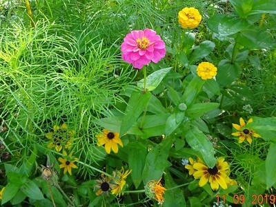 In einem sommerlichen Blumenbeet gedeihen Zinnien in verschiedenen Formen und Farben.