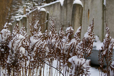 Vor einer hohen Betonmauer stehen zahlreiche eingetrocknete Prachtspieren mit Schnee in den verwelkten Blütenständen.