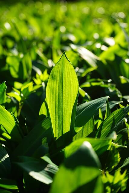 In einer großen Fläche mit Bärlauch-Blättern im Wald steht ein Blatt aufrecht im Gegenlicht, sodass der Mittelnerv gut zu erkennen ist.