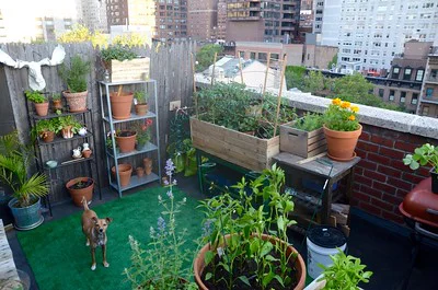 Auf einem Balkon stehen Balkonkästen und Töpfe, die mit Gemüse und Blumen bepflanzt sind