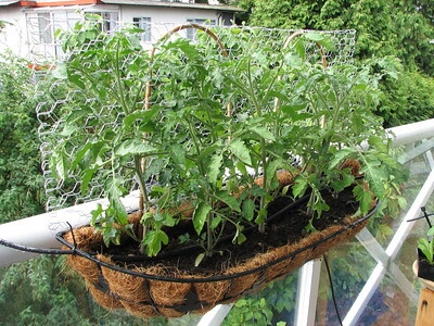 An einem Balkongeländer hängt ein Blumenkasten mit Tomatenpflanzen, die mit einem Kaninchendraht vor Vögeln geschützt sind.