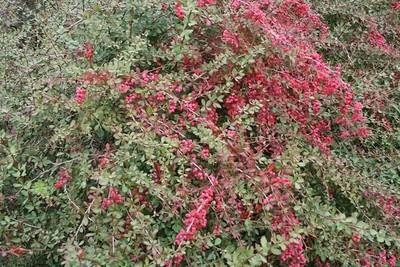 Berberis vulgaris mit roten Beeren