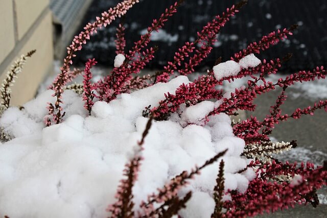 Nahaufnahme einer rot-rosa blühenden Besenheide, die nahezu vollständig vom Schnee bedeckt ist.