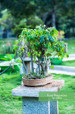 Auf einem steinernen Podest steht eine Birkenfeige als Bonsai draußen im Garten.