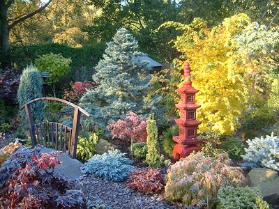 Im Garten gedeiht eine schöne Blaufichte