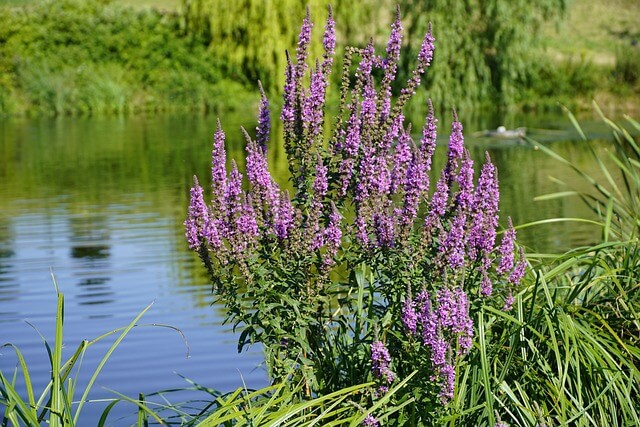 An einem kleinen Teich stehen zahlreiche Blütenkerzen des Blutweiderichs