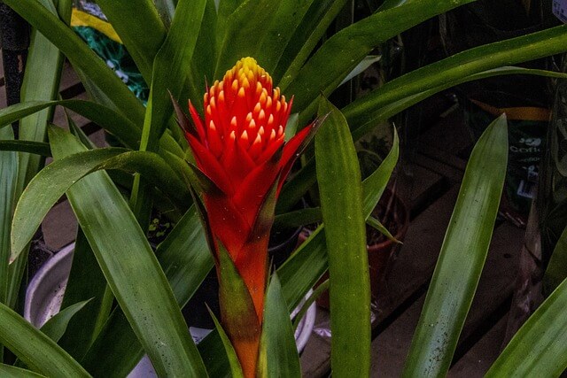 In einem Blumentopf bildet eine Bromelie gerade eine leuchtend rote Blüte aus