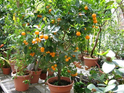 In einem sonnendurchfluteten Wohnraum stehen mehrere Pflanzen und ein Calamondin Bäumchen