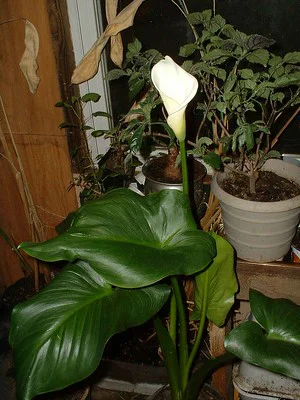 Zantedeschia im Topf steht in Fensternähe im Wohnraum