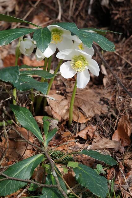 Im Laubmulch im Garten blüht eine Christrose mit mehreren, weißen Blüten.